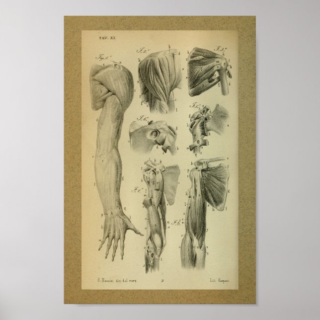 1850 Anatomia Vintage Impressão musculatura do omb (Frente)