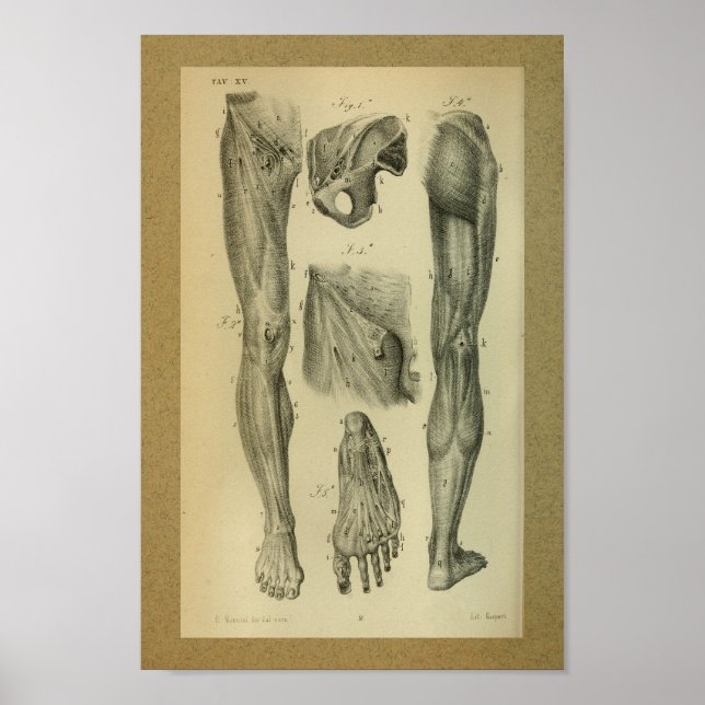 1850 Anatomia Vintage Músculos Impressão (Frente)