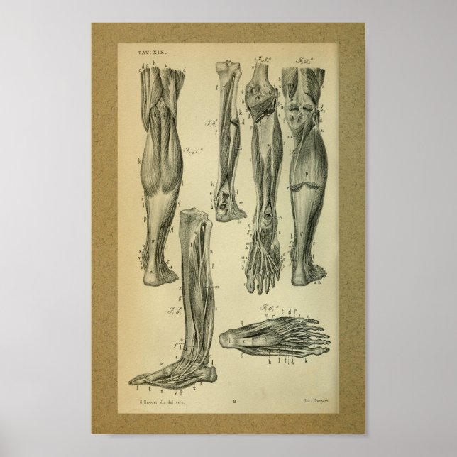 1850 Anatomia Vintage Músculos Impressão (Frente)
