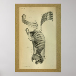 1850 Músculos Ombros Com Impressão De Anatomia V