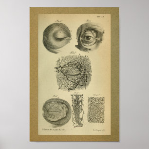 1850 Vintage Anatomy Impressão