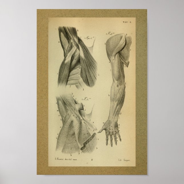 1850 Vintage Anatomy Impressão Arm Músculos (Frente)