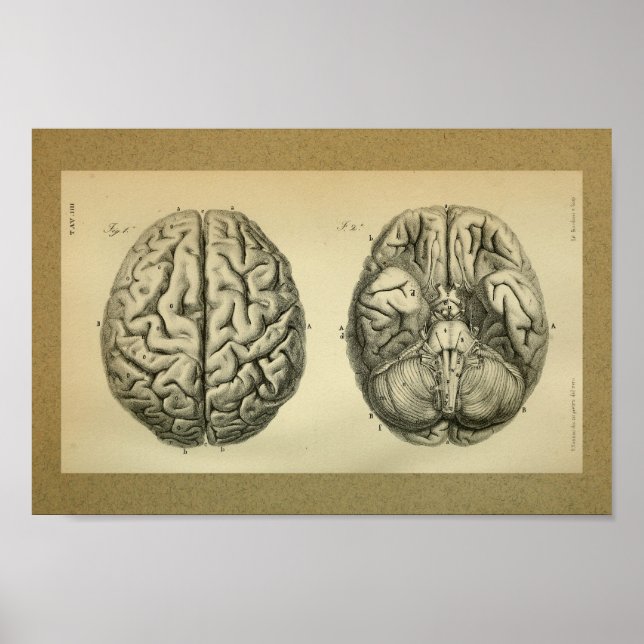 1850 Vintage Anatomy Impressão Brain (Frente)