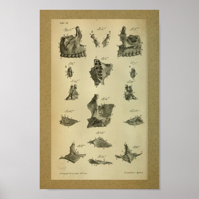 1850 Vintage Anatomy Impressão Maxilla (Frente)