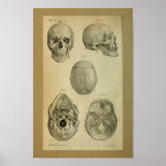 1850 Vintage Anatomy Impressão Skull (Frente)