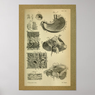 1850 Vintage Impressão Stomach