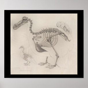 1866 Dodo Bird Skeleton Vintage Impressão