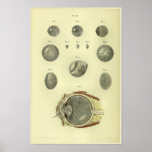 1866 Impressão de Anatomia da Cornea Ocular Humana
