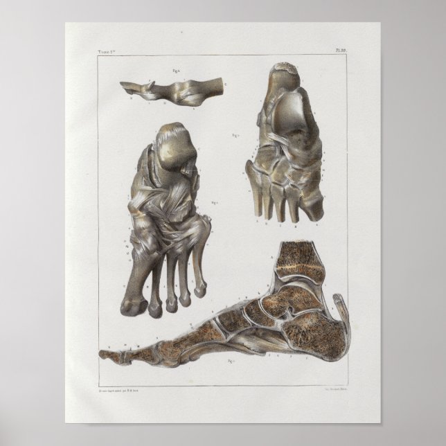 1867 Pés-Ossos Anatomia Vintage Impressão (Frente)