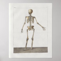 1867 Skeleton Bones Vintage Anatomy Impressão
