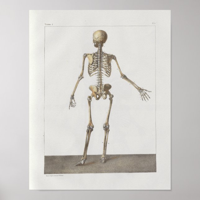 1867 Skeleton Bones Vintage Anatomy Impressão (Frente)