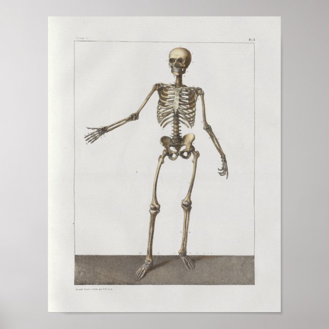 1867 Skeleton Bones Vintage Anatomy Impressão (Frente)