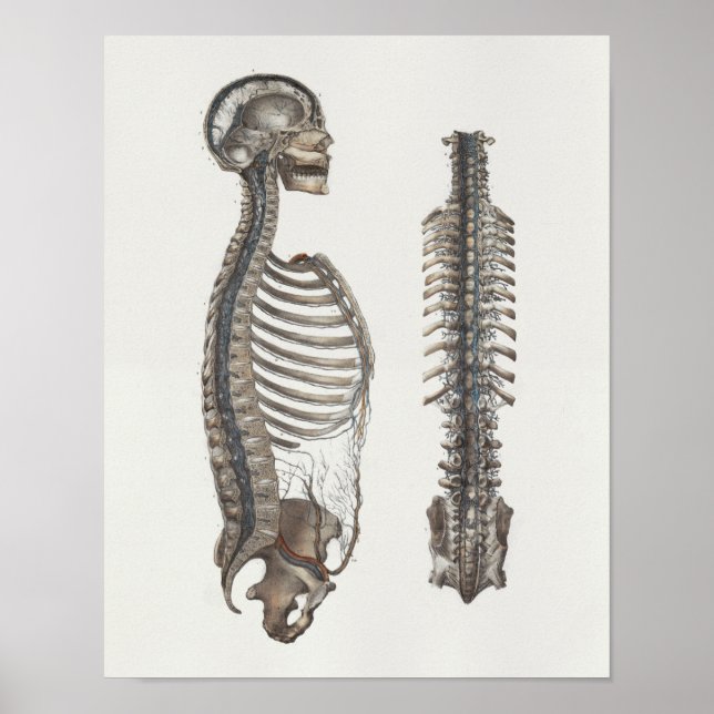 1867 Veins Spine Skull Vintage Anatomy Impressão (Frente)