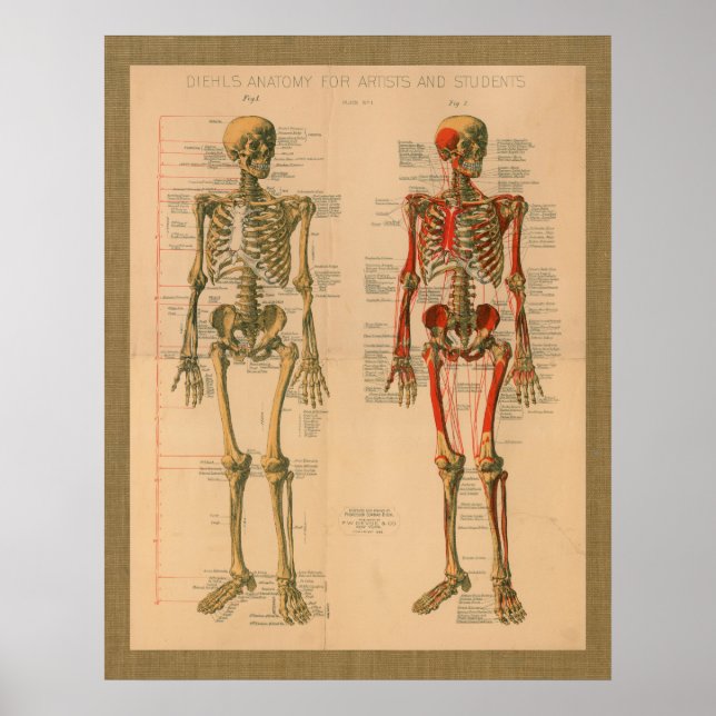 1888 Poster de Anatomia do Ataque Muscular do Esqu (Frente)