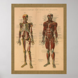 1888 Poster vintage de Anatomia Muscular do Esquel