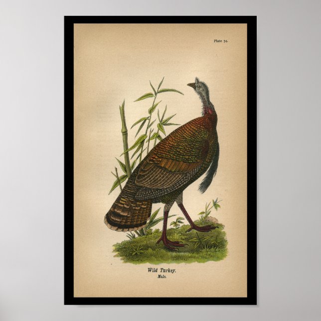 1890 Bird Impressão Wild Turkey (Frente)