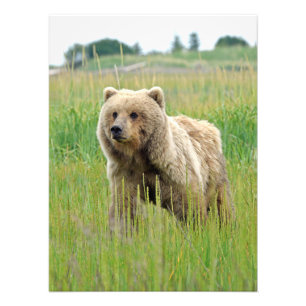 18x24 Foto de Satin de urso pardo