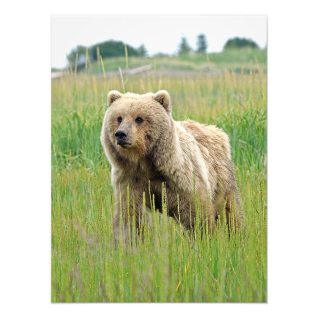 18x24 Foto satin de urso pardo (Frente)