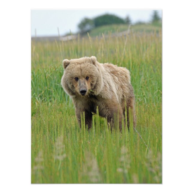 18x24 Foto satin de urso pardo (Frente)