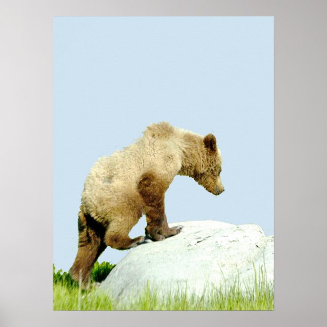 18x24 - Poster Paper (Matte) of grizzly bear cub (Frente)