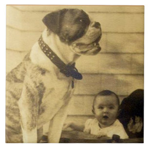 1920 pitbull guarda bebê