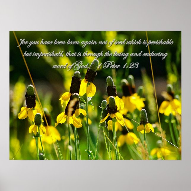 1 Peter 1:23 Poster Inspiracional (Frente)