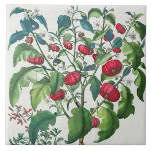 1.Solanum Pomiferum; 2.Amaracus vulgar, do