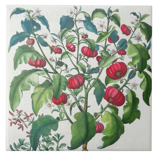 1.Solanum Pomiferum; 2.Amaracus vulgar, do (Frente)