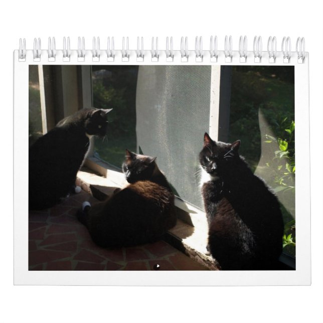2013 calendário - cinco multa Felines (Capa)