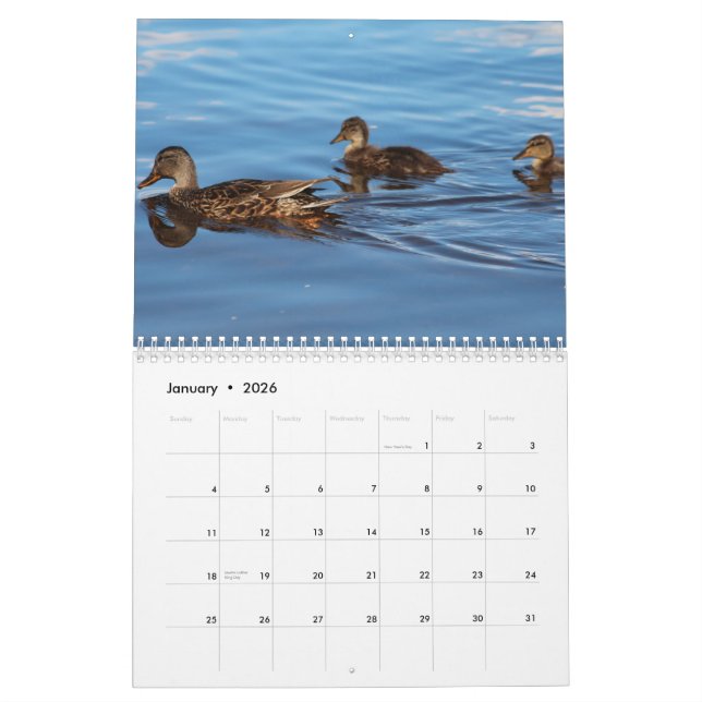 2014 patos do calendário (Jan 2026)