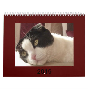 2019 calendário do gato - dobra do Scottish