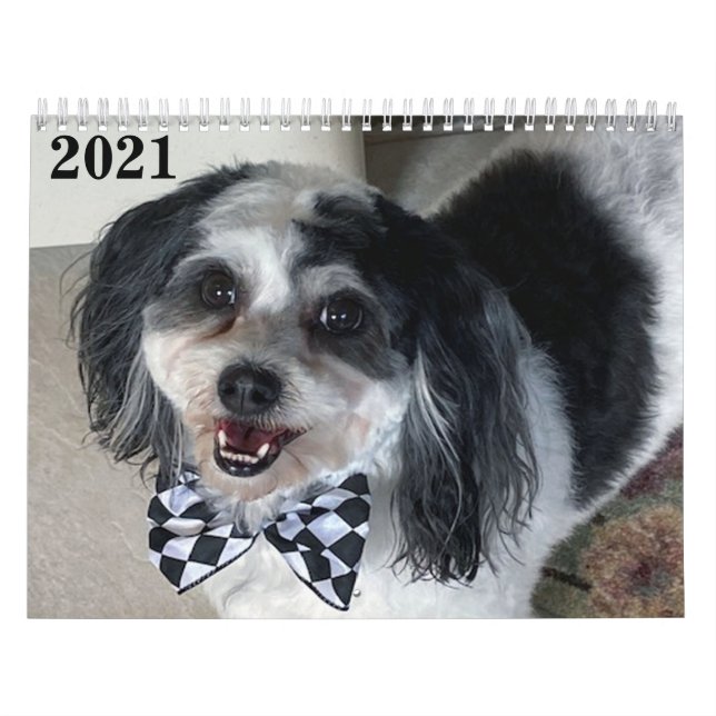 2021 Calendário do Cão de Zuchon K-Cee II (Capa)