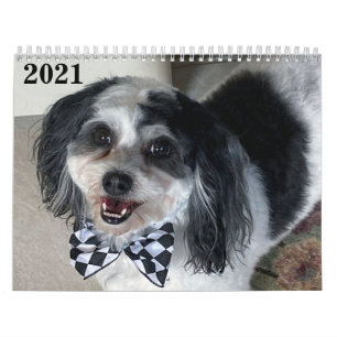 2021 Calendário do Cão de Zuchon K-Cee II