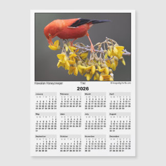 2026 5x7 Magnet Calendar Iiwi Hawaiian Bird
