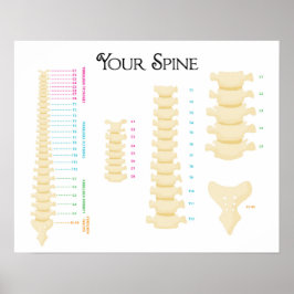 20" x 16", Poster de coluna vertebral