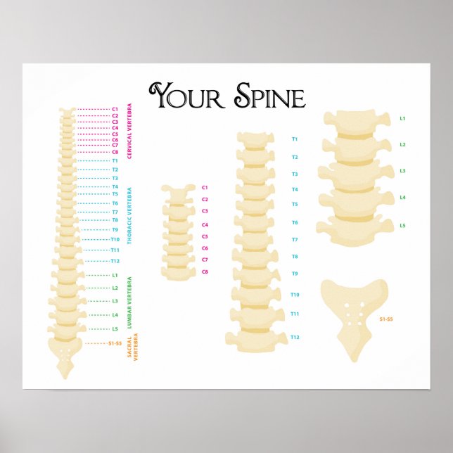 20" x 16", Poster de coluna vertebral (Frente)
