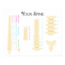 20" x 16", Poster de coluna vertebral