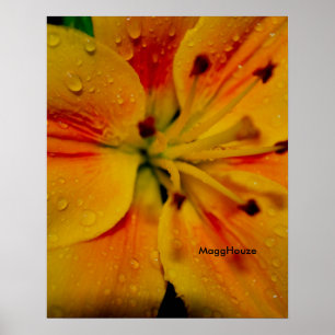 24 pol x 24 pol, Poster de valor (Matte)
