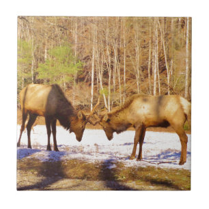 2~ 2 Bull Elk na neve