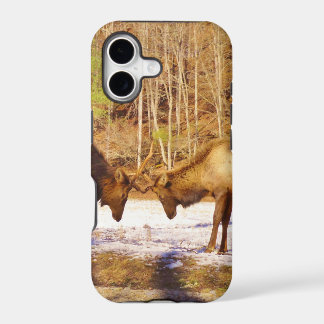 2~ 2 Bull Elk na neve