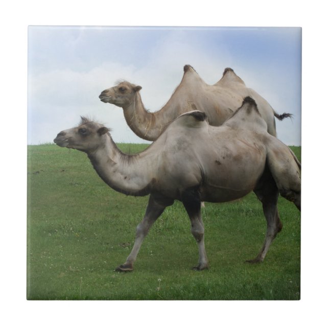 2 Camelos caminhando em uma foto de arte de animai (Frente)