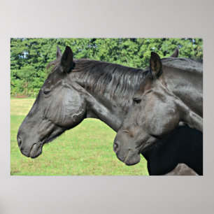 2 Cavalos Pretos Cabeça a Cabeça Poster