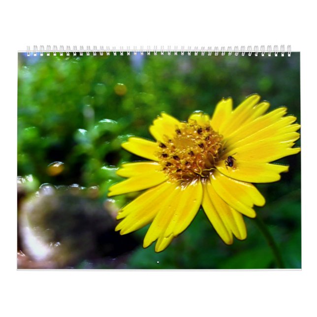 2 página, grande calendário branco (Capa)