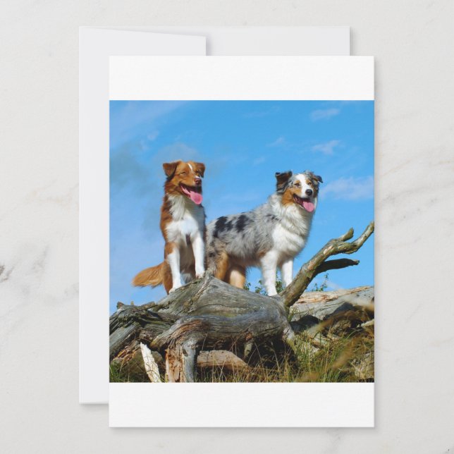 2 pastores australianos (Frente)