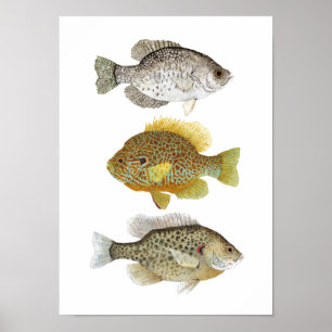 2 Sunfish e um Crappie Art Poster
