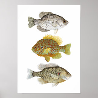 2 Sunfish e um Crappie Art Poster