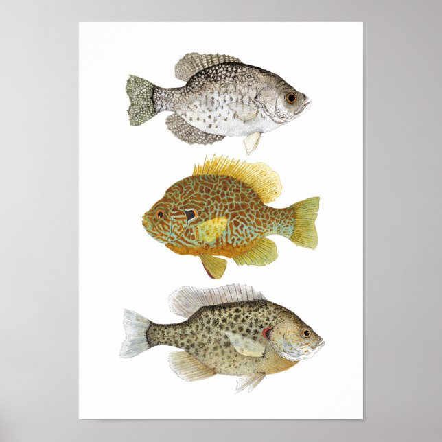 2 Sunfish e um Crappie Art Poster (Frente)
