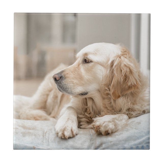 34137641_xxl (Frente)