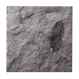 350 Milhões De Anos. Azulejo Secortivo Fóssil Vege