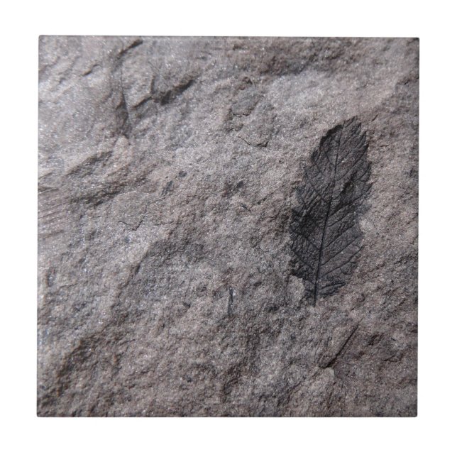 350 Milhões De Anos. Azulejo Secortivo Fóssil Vege (Frente)